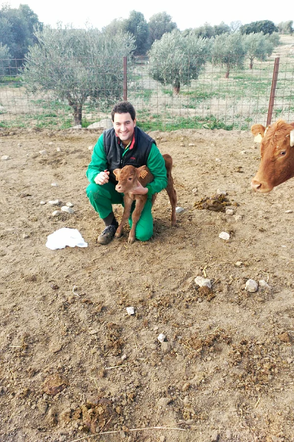 veterinario ganaderias